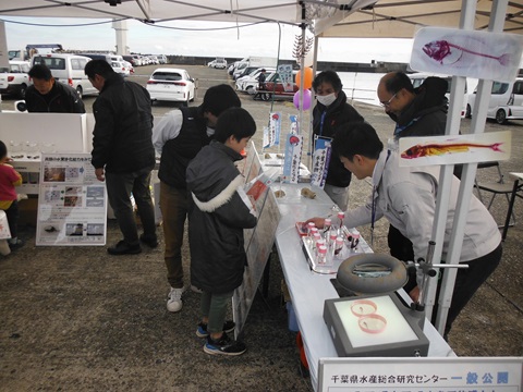 透明骨格標本ブースの写真