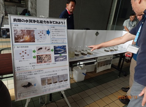 貝類水質浄化