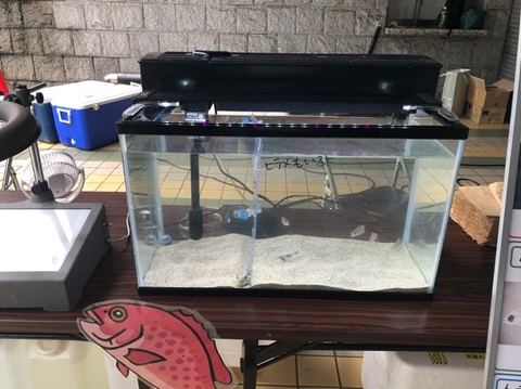 種苗生産魚種の紹介