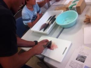 魚の耳石を取り出している様子の写真