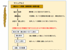 ノリ原藻の冷凍保存マニュアル3