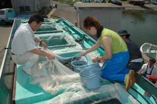 ヒラメ種苗生産・富津（陸上輸送用水槽からの取上げ）