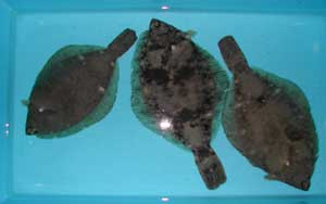 マコガレイ親魚