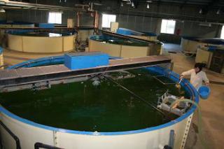 マコガレイ種苗生産（仔魚飼育水槽）