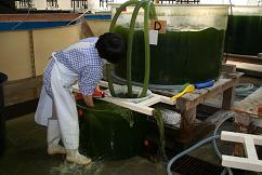 栄養強化したワムシの回収（富津生産開発室）