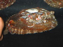 マダカアワビ親貝