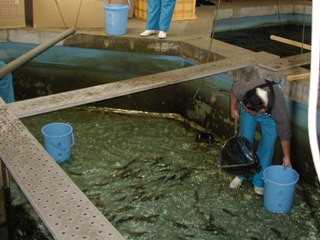 親魚水槽（内水研）