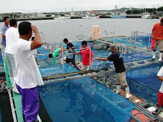 海上イケス