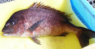 マダイ親魚