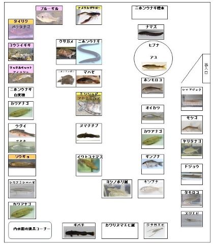 ないすいめん水産研究所に設置されている展示室の様子です。展示室には淡水の魚介類が三十種以上，飼育されています。