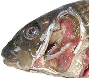 鰓グサレ症状呈するKHV発症魚