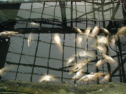 死亡した魚 死亡した魚