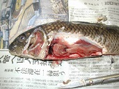 病魚解剖写真 病魚解剖写真