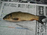 病魚の外観 病魚の外観