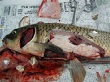 病魚の解剖写真 病魚の解剖写真