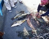 捕まえた魚 捕まえた魚