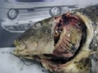 腐敗した病魚 腐敗した病魚