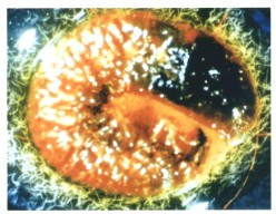 [写真3]コガネムシ幼虫で増殖したSteinernema glaseri