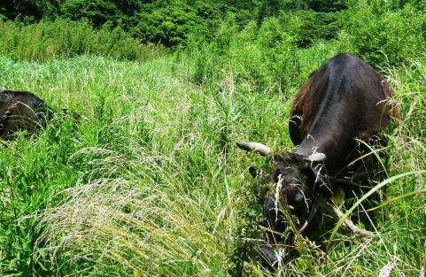 写真3実証展示圃の黒毛和牛繁殖雌牛