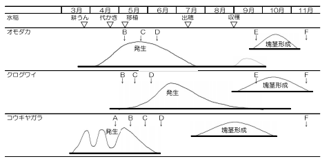 図1雑草生活環