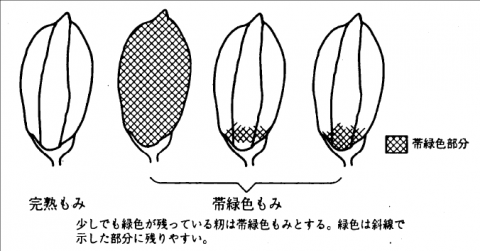 図1帯緑色籾