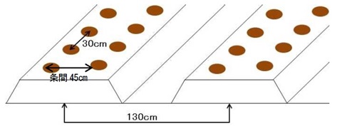 図3　マルチ栽培における標準的な栽植様式