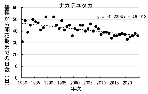 ナカテユタカの播種から開花期までの日数の推移