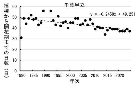 千葉半立の播種から開花期までの日数うの推移