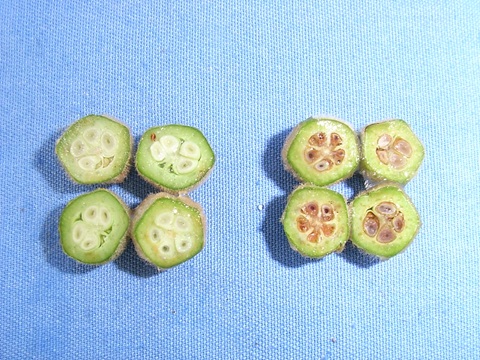 ビワ幼果の正常果(左)と胚が凍死した寒害果(右)