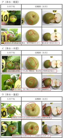 「幸水」の雹害果実の追跡調査結果
