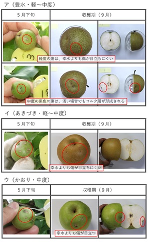 「豊水」、「あきづき」、「かおり」の雹害果実の追跡調査結果