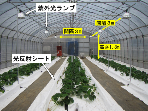 写真2.土耕栽培における紫外光ランプと光反射シートの設置例