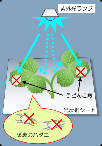 図1.紫外光（UV-B）と光反射シートによる効果のイメージ