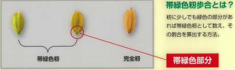 図1.帯緑色籾の見分け方