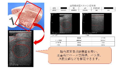 肉質の超音波診断写真