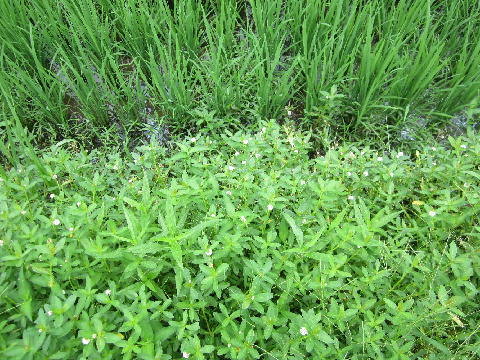 写真1.水田畦畔で増殖するナガエツルノゲイトウ