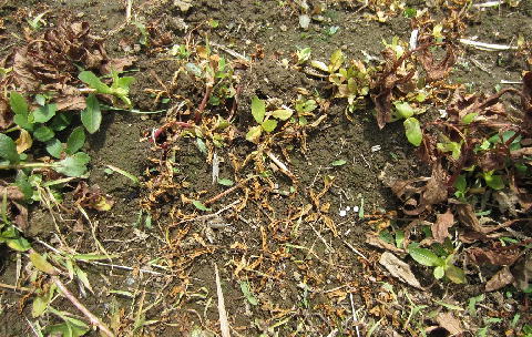 写真4.除草剤散布により葉が枯れたものの、生き残った茎から芽が再生している様子