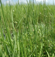 水稲有機栽培の主な雑草　ホタルイ