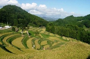 棚田百選「大山千枚田」（鴨川市）