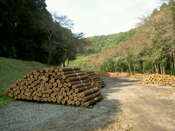 鬼泪山貯木場イメージ3