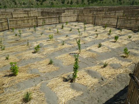 たけすで囲われた海岸の植栽地