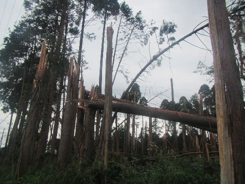 被害状況（森林内）の画像