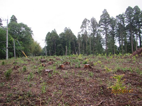 植栽後の画像