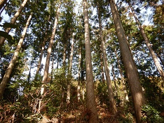 施業の集約化による整備を実施した森林