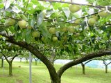 梨の木イメージ画像