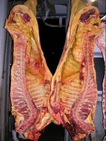 腹腔、や皮下の脂肪組織に黄染が強くみられる写真です。