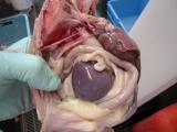 マレック病に罹患した鶏の脾臓の写真