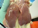 マレック病に罹患した鶏の肝臓の写真