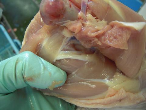 マレック病に罹患した鶏を切開し、坐骨神経を撮影した写真です。