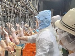 食鳥処理衛生管理者がと体を検査している画像